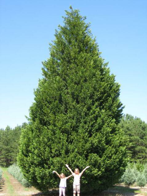 What are some of the different types of cypress trees?