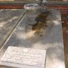 Francis L. Wadsworth II (1843-1884) gravesite located in Oakwood Cemetery, Montgomery, Alabama