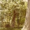 Forest Home ca 1980.
LeConte Pear Tree planted in front yard in 1879. Plant came from Smarrs, Ga. and planted by Loretto Norwood, Dr. C.M. Howard's sister. 
Photo taken 1980.