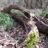  Feb 2010. This is what remains of the OLD PEAR TREE at Forest Home. 
LeConte Pear Tree planted in front yard in 1879. Plant came from Smarrs, Ga. and planted by Loretto Norwood, Dr. C.M. Howard's sister. 