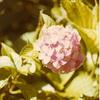 Forest Home - Hydrangeas- first plant was a gift from Bettie Hardin and Tommy Spain, Mother's Day 1939.