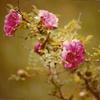 Forest Home - Moss Rose
Already at the house when Nannie moved in as a bride in 1879. Probably planted by Cornelia Rebecca.