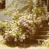 Forest Home - Back Porch Steps with the Hydrangeas growing over the sides.