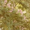 Forest Home - Crepe Myrtles that grew up with the house.