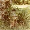 Forest Home - Yuccas first plant from Louise Wadsworth (Mott's Mother), early 1940's.