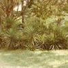 Forest Home - Yuccas first plant from Louise Wadsworth (Mott's Mother), early 1940's.