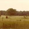 Forest Home - Pastures on the property. 