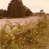 Forest Home - Honey suckel on fense line. Looking to the South. The pond is to the left of the large tree in photo.