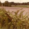 Forest Home -  Fields on the property