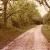 Forest Home - Lane leading to the home.