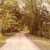 Forest Home - Lane leading to the home. Turn left between the old tall Eastern Redcedar trees. 