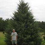Arizona Cypress 18 feet tall
location home