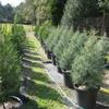 Leyland Cypress and Arizona Cypress