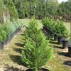 Center Row - Leyland Cypress